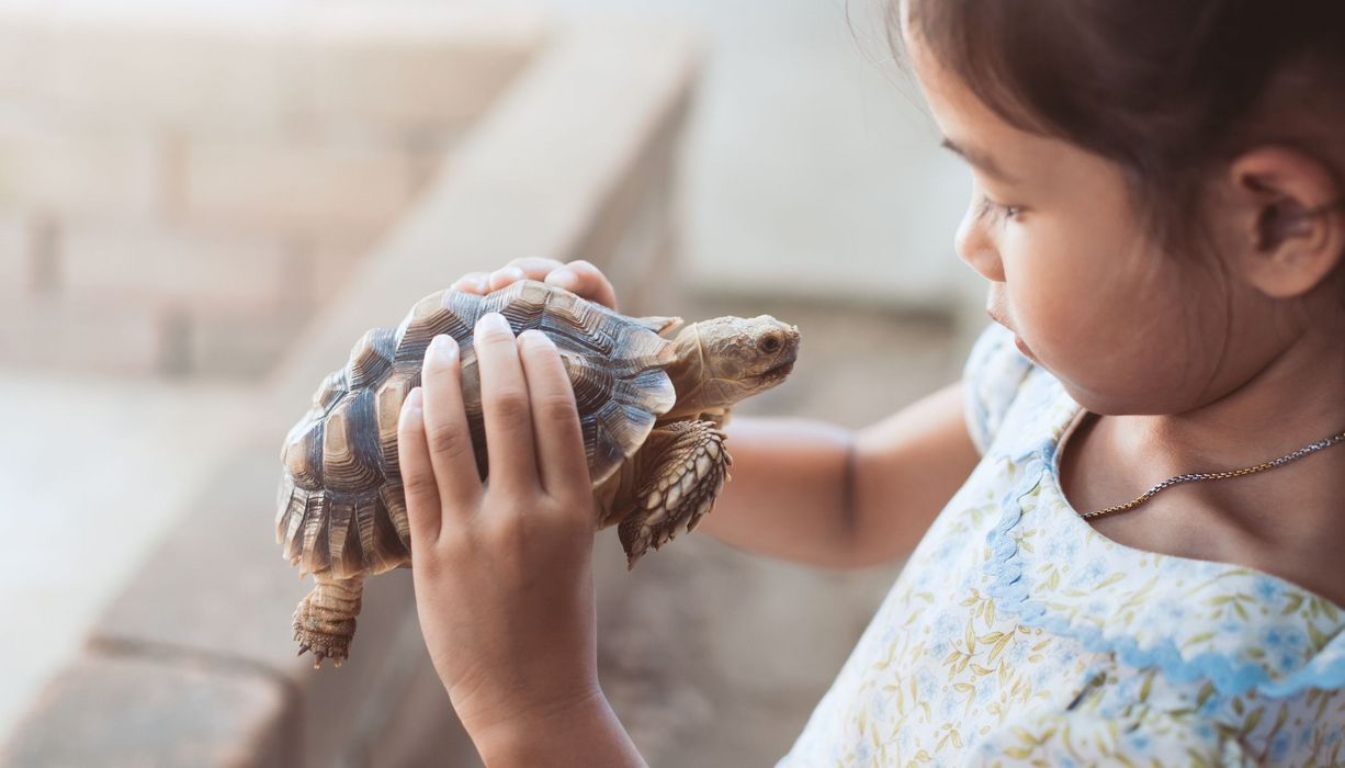 Kleines Mädchen, hält eine Schildkröte
