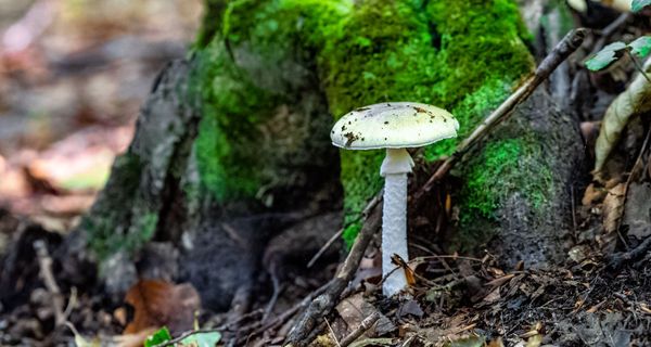 Grüner Knollenblätterpilz im Wald.