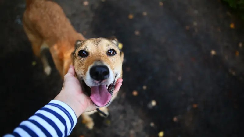 Hund, schaut nach oben in die Kamera.
