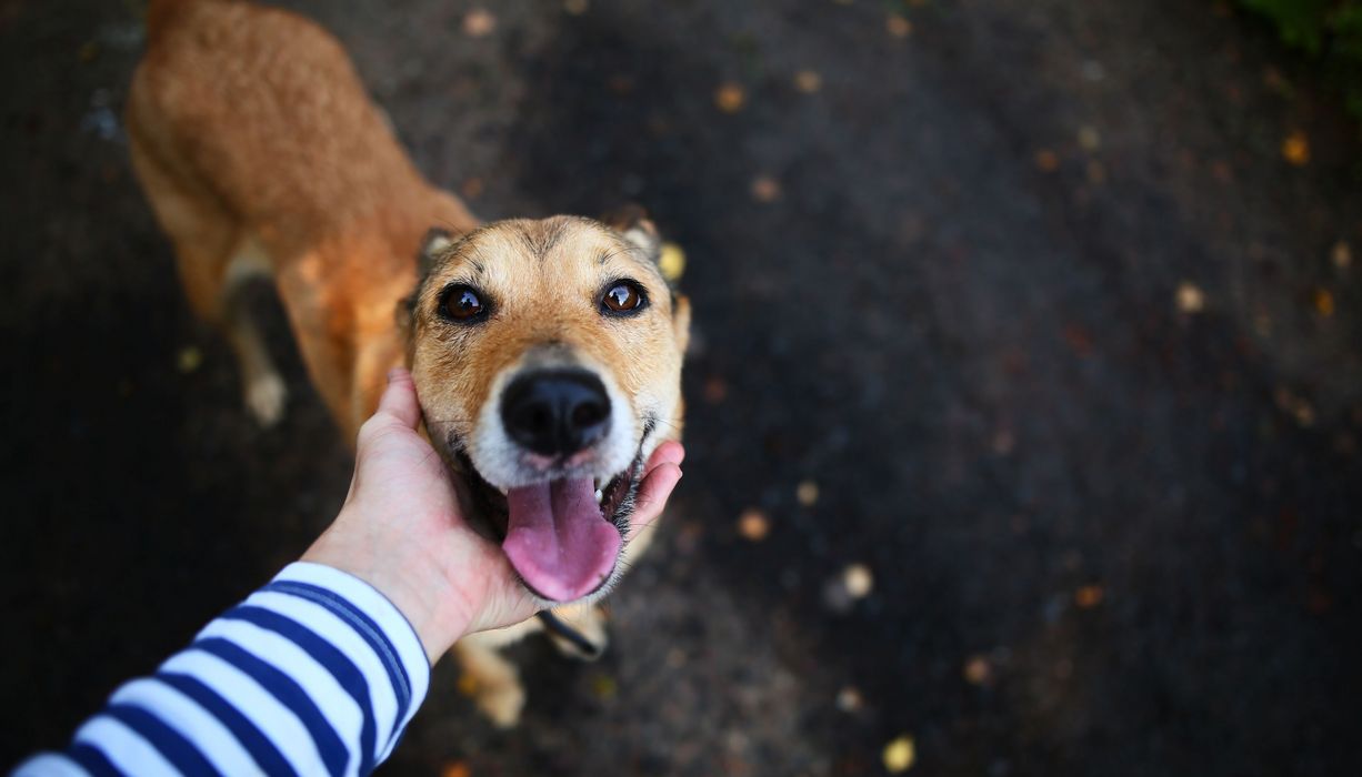Hund, schaut nach oben in die Kamera.