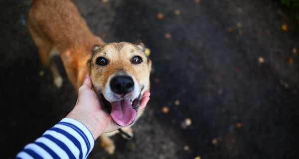 Hund, schaut nach oben in die Kamera.