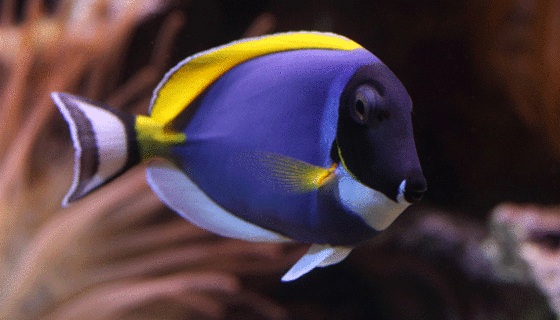 Dorie aus dem Film ist ein Doktorfisch mit schlechten Gedächtnis.