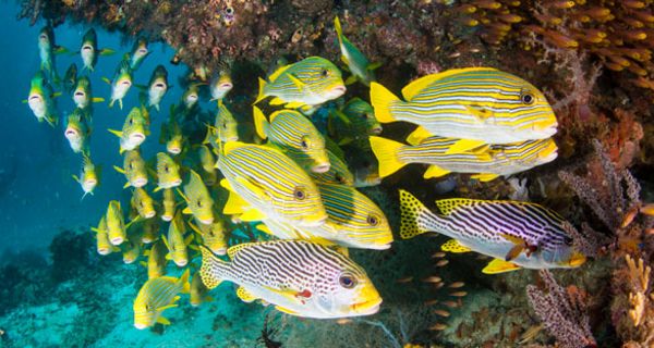 Aus Fisch-Schleim könnte sich Antibiotika herstellen lassen.