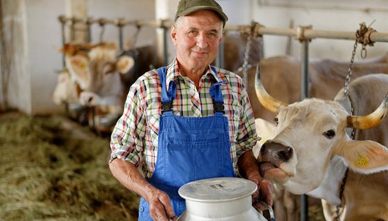 Glückliche Kühe geben nährstoffreichere Milch.
