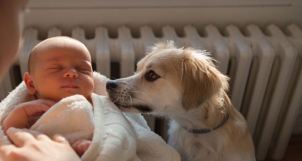 Neugeborenes Baby zusammen mit einem Hund.