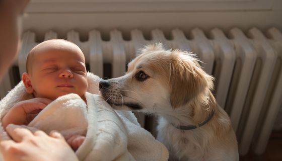 Neugeborenes Baby zusammen mit einem Hund.