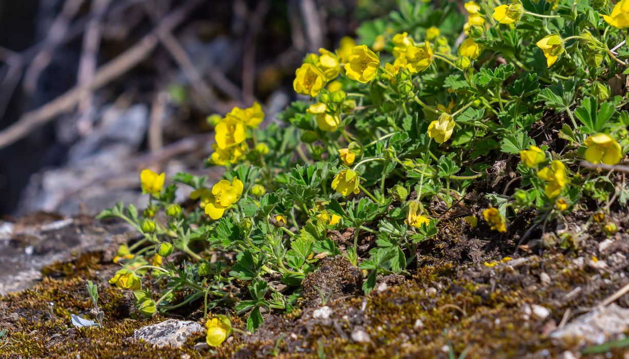 Blutwurz, botanisch Potentilla erecta, auf einem kleinen Erdvorsprung, der sonst von Moos bewachsen ist.