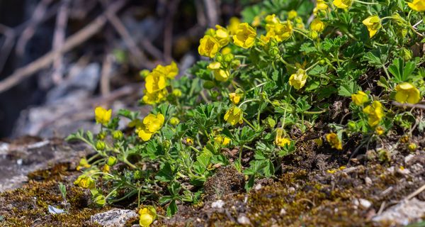 Blutwurz, botanisch Potentilla erecta, auf einem kleinen Erdvorsprung, der sonst von Moos bewachsen ist.