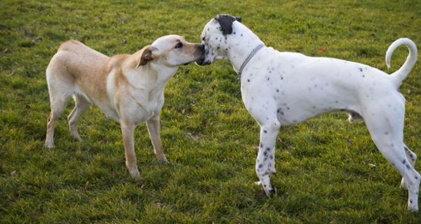 Zwei Hunde beschnuppern sich mit wedelnden Schwänzen auf einer Wiese