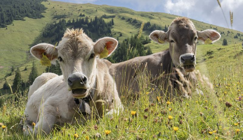Zwei Kühe sitzen im Allgäu auf einer Weide und gucken in die Kamera.