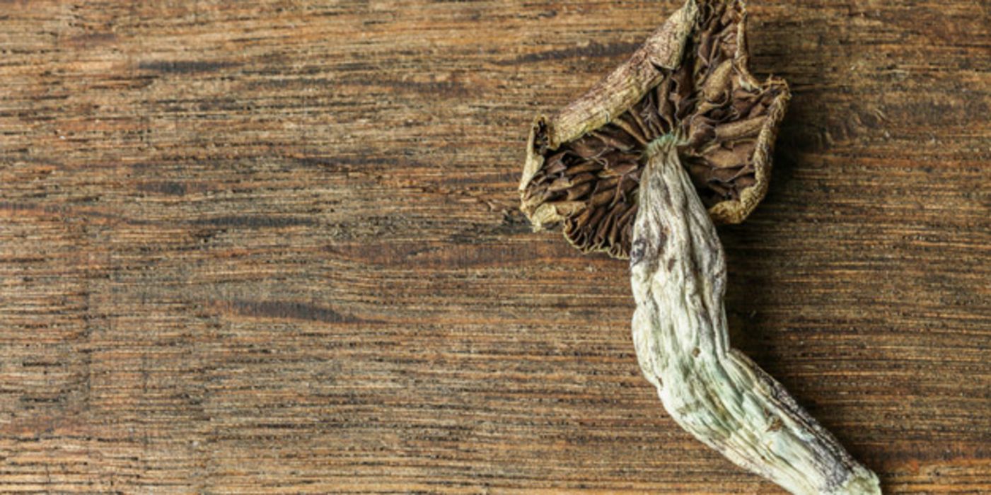 Halluzinogene Pilze könnten Depressionen lindern.