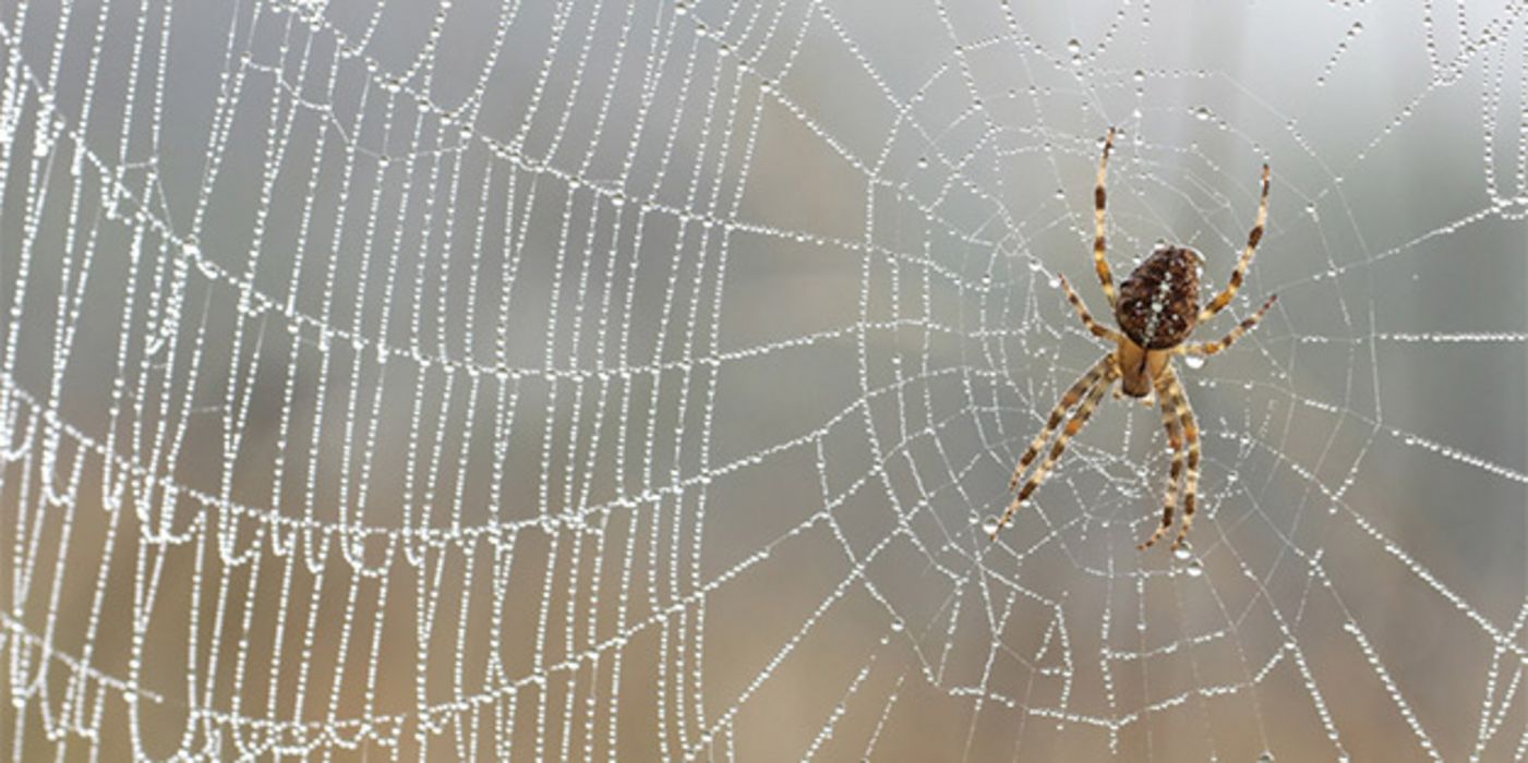 Spinnen haben nichts zu befürchten: Wissenschaftler können mittlerweile Spinnenfäden künstlich mithilfe von Bakterien herstellen.
