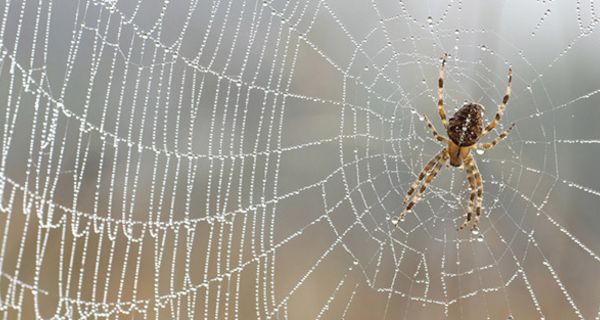 Spinnen haben nichts zu befürchten: Wissenschaftler können mittlerweile Spinnenfäden künstlich mithilfe von Bakterien herstellen.