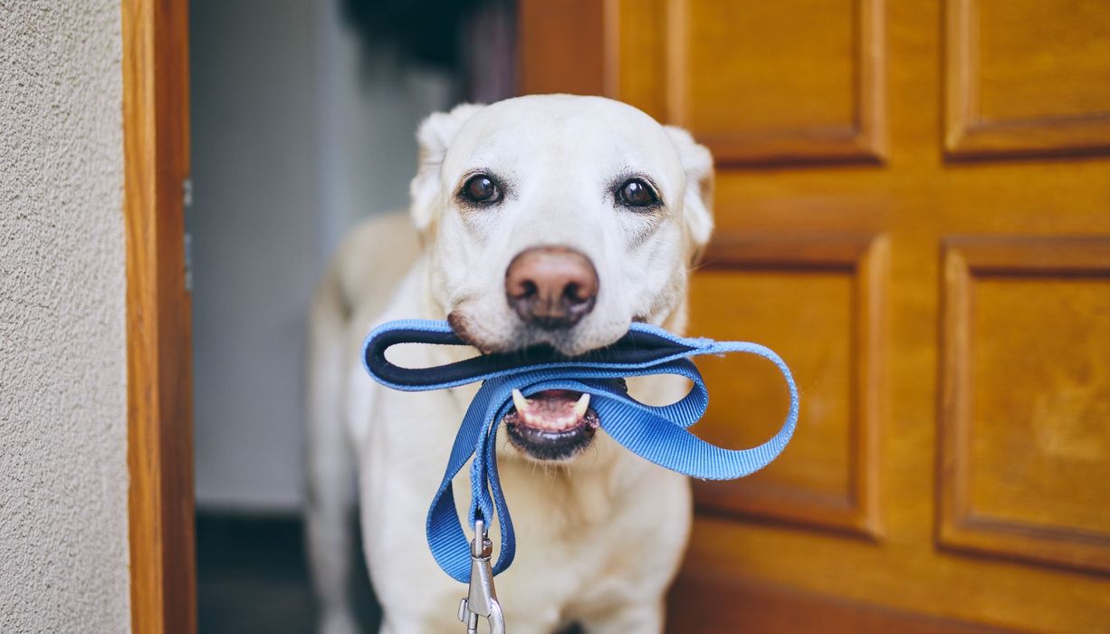 Hund, hat seine Leine im Maul und schaut in die Kamera.