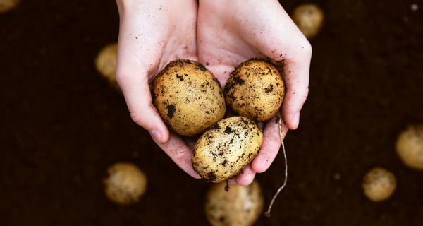 Frau, hält drei Kartoffeln in den Händen.