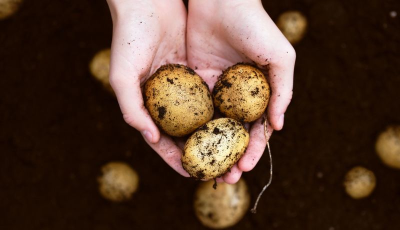 Frau, hält drei Kartoffeln in den Händen.