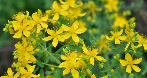 Johanniskraut hat gelbe, fünfzählige Blüten.