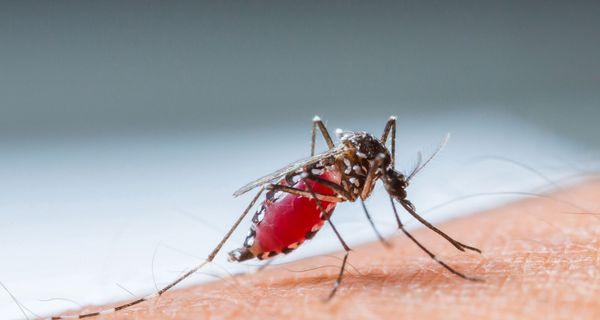 Malaria-Mücke.