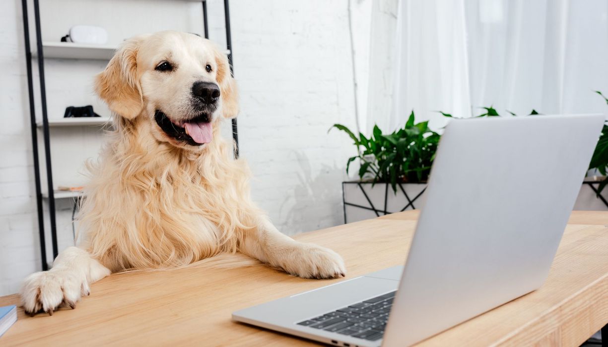 Ein Golden Retriever hat seine Pfoten auf dem Tisch und schaut auf den Monitaor eines Laptops.