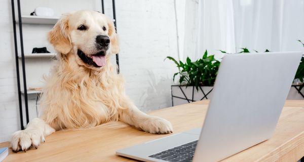 Ein Golden Retriever hat seine Pfoten auf dem Tisch und schaut auf den Monitaor eines Laptops.
