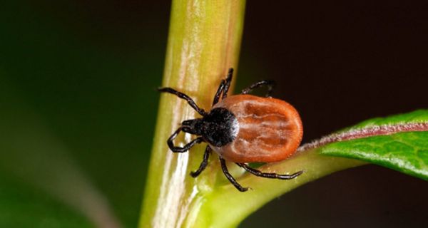 Aus Zeckenzement wollen Forscher einen biologischen Klebstoff bauen.