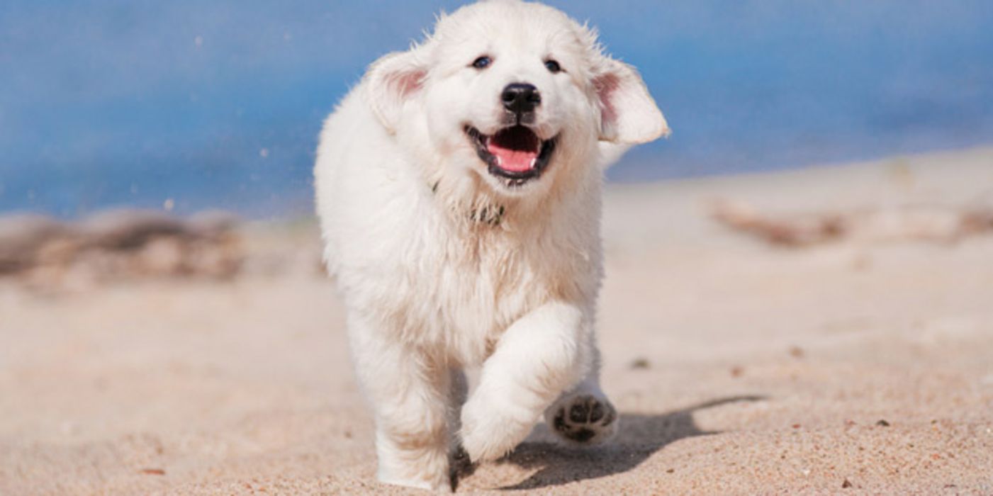 Puscheliger weißer, recht großer Hund kommt am Strand, Meer im Hintergrund, mit hängernder Zunge auf die Kamera zugelaufen