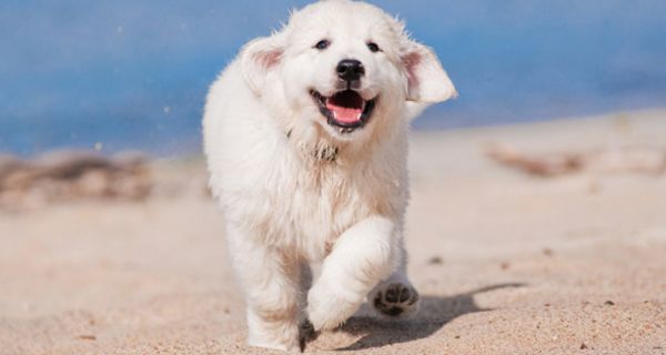 Puscheliger weißer, recht großer Hund kommt am Strand, Meer im Hintergrund, mit hängernder Zunge auf die Kamera zugelaufen