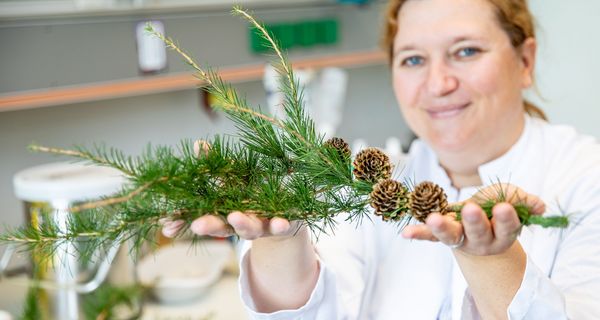 Dr. Melanie Ricke-Hoch in einem Labor der Abteilung für Molekulare Kardiologie mit einem Lärchenzweig.