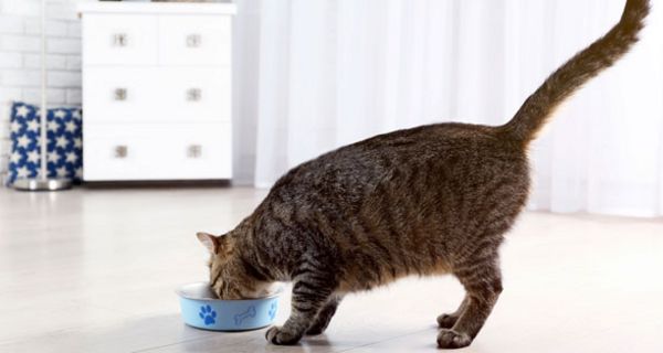 Viele Katzen haben das gleiche Problem wie Menschen: Dank guter Ernährung und wenig Bewegung nehmen sie zu.