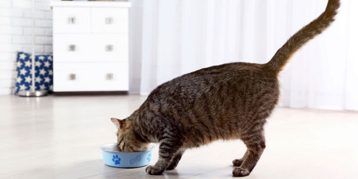 Viele Katzen haben das gleiche Problem wie Menschen: Dank guter Ernährung und wenig Bewegung nehmen sie zu.
