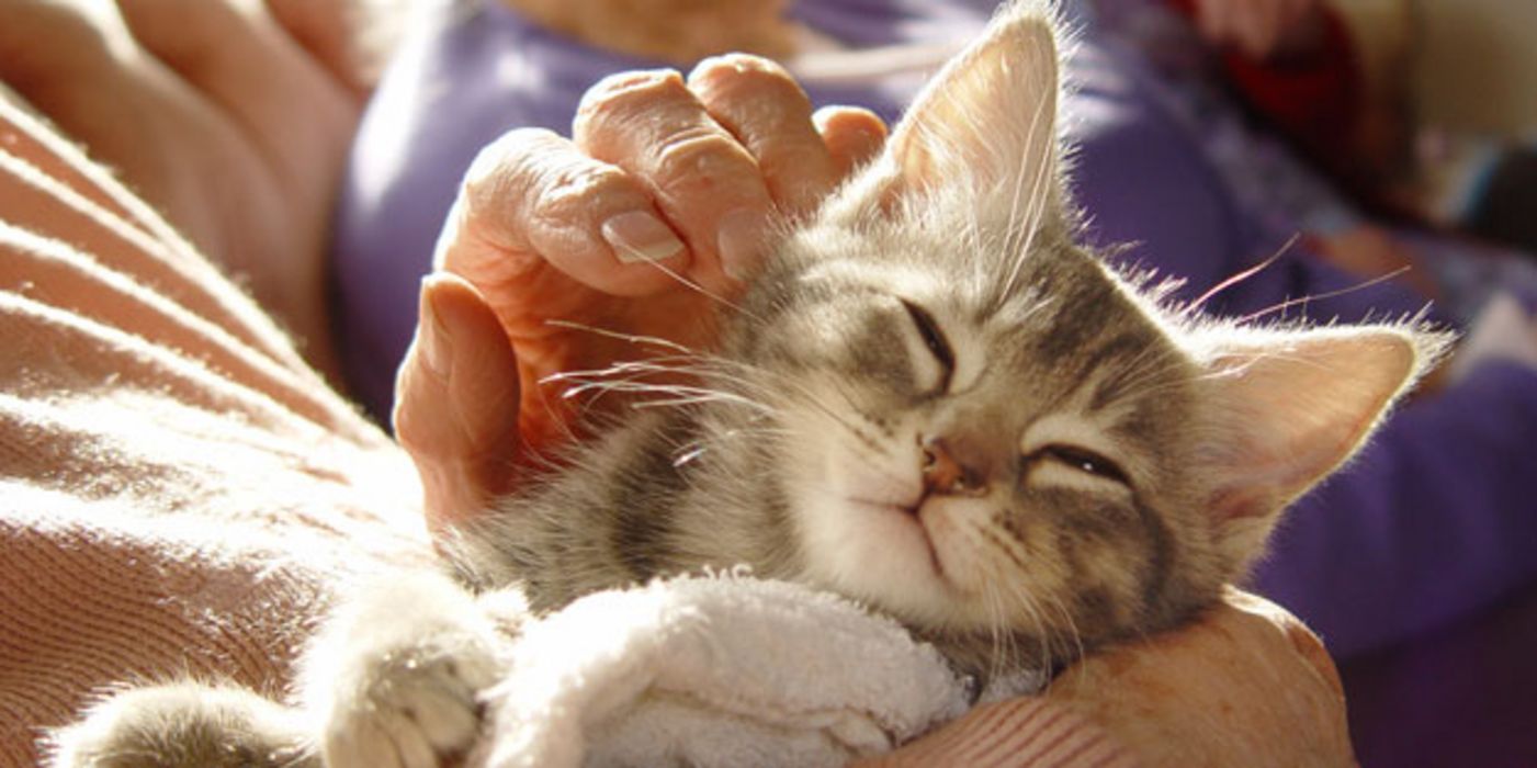 Ein echtes Kätzchen auf dem Arm zu halten, ist in Pflegeheimen nicht immer möglich.