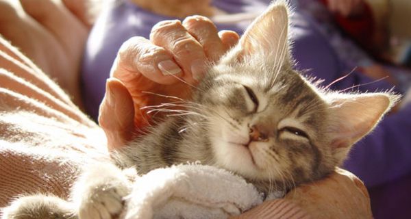 Ein echtes Kätzchen auf dem Arm zu halten, ist in Pflegeheimen nicht immer möglich.