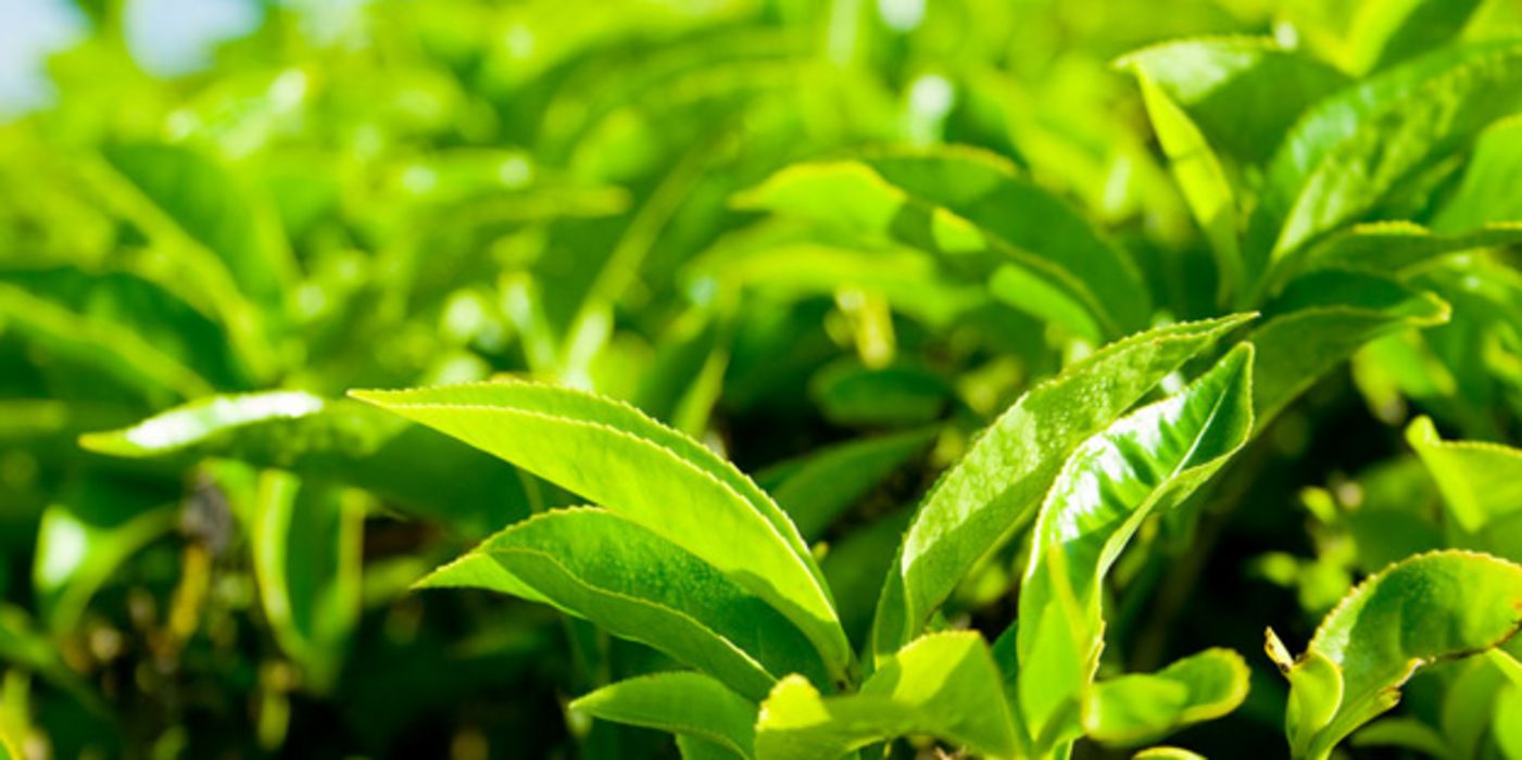 Nahaufnahme einer Teepflanze