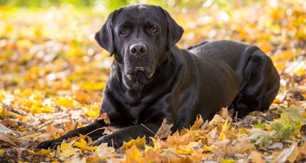 Schwarze Labradore haben eine längere Lebenserwartung als braune - zumindest in Großbritannien. 