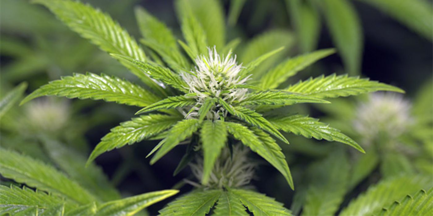 Der medizinische Einsatz von Cannabis ist Steinzeit-Pharmazie.