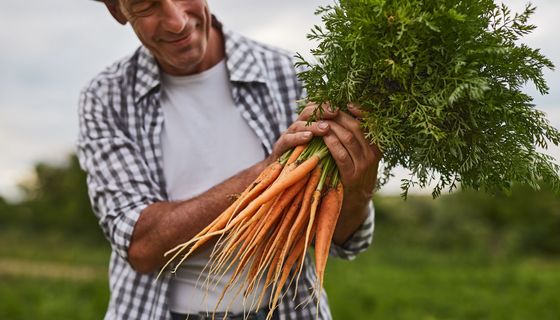 Mann, hält einen großen Bund Karotten in den Händen.