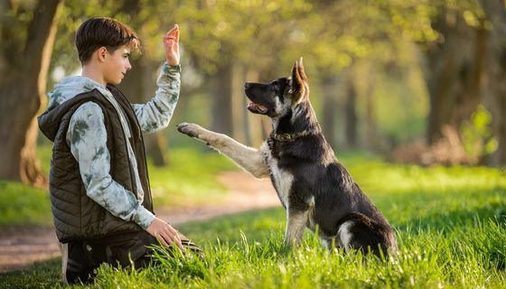 Ein Jugendlicher kniet vor einem Schäferhund der Pfötchen gibt.