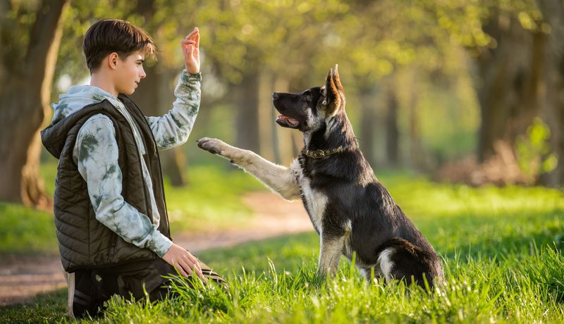 Ein Jugendlicher kniet vor einem Schäferhund der Pfötchen gibt.