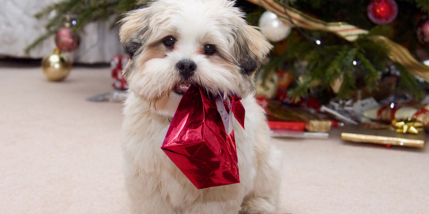 Kleiner weißer Hund mit Geschenk im Maul vor Weihnachtsbaum