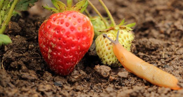 Nacktschnecke auf Gartenboden, an Erdbeere naschend