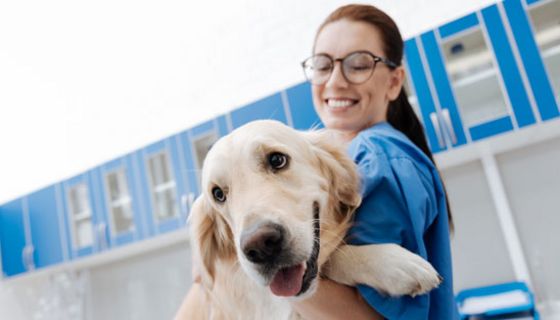 Ein Hund kann helfen, dass Ärzte und Pfleger besser mit Stress zurechtkommen.