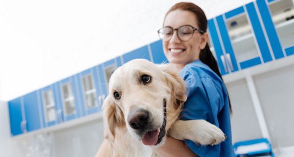 Ein Hund kann helfen, dass Ärzte und Pfleger besser mit Stress zurechtkommen.