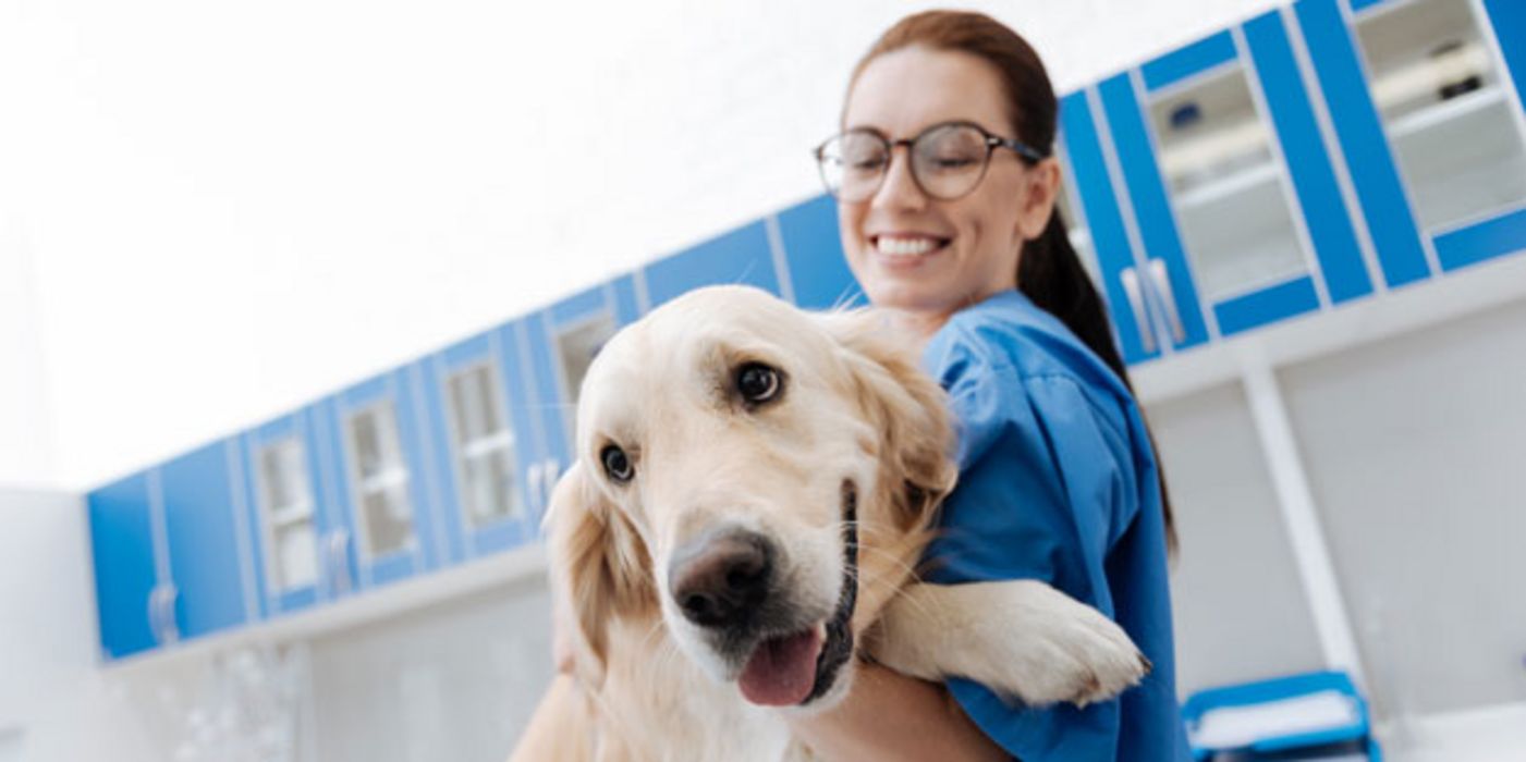 Ein Hund kann helfen, dass Ärzte und Pfleger besser mit Stress zurechtkommen.