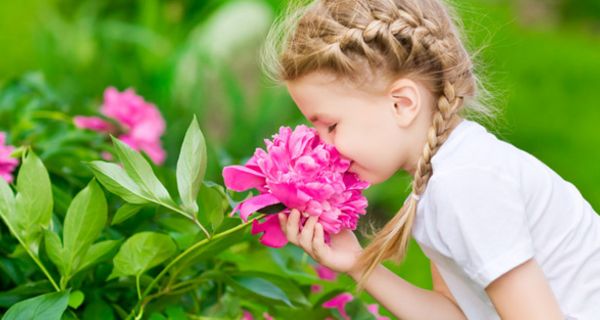 Kleines Mädchen, ca. 5-6 Jahre alt, weißes Kleid, blonde Zöpfe, im Profil, riecht an einer kräftig rosafarbenen Pfingstrose am Strauch