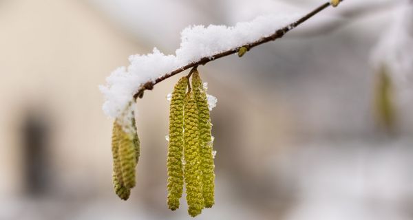 Hasel mit Schnee bedeckt.