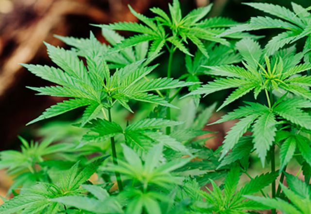 Mehr Schlaganfalle Und Herzprobleme Durch Cannabis Aponet De