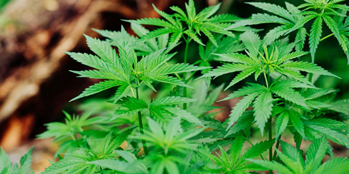 Cannabis könnte die Gefäße schädigen.
