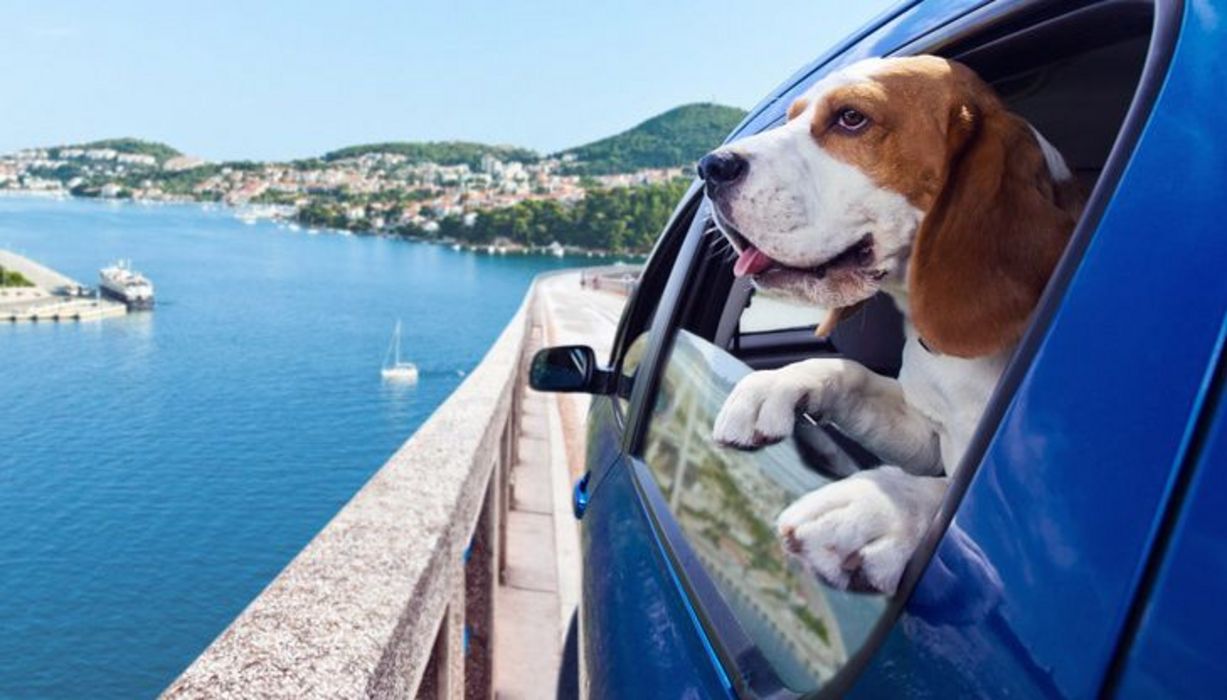 Hund mit Schlappohren schaut aus Autofenster auf mediterrane Landschaft
