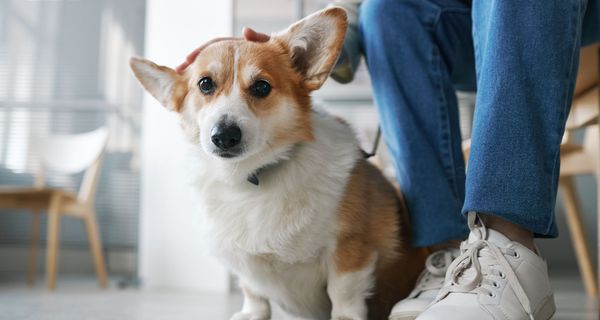 Kleiner Hund beim Tierarzt.