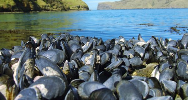 Muscheln am Strand